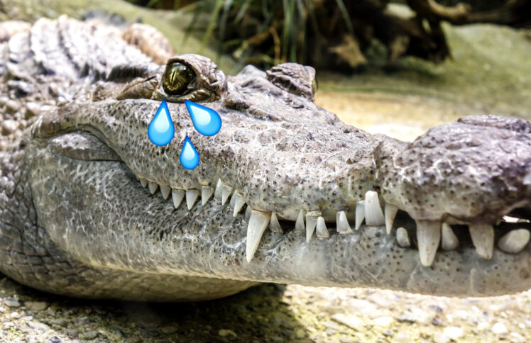 Lágrimas de Crocodilo: Como Detectar o Falso Remorso Através do Comportamento