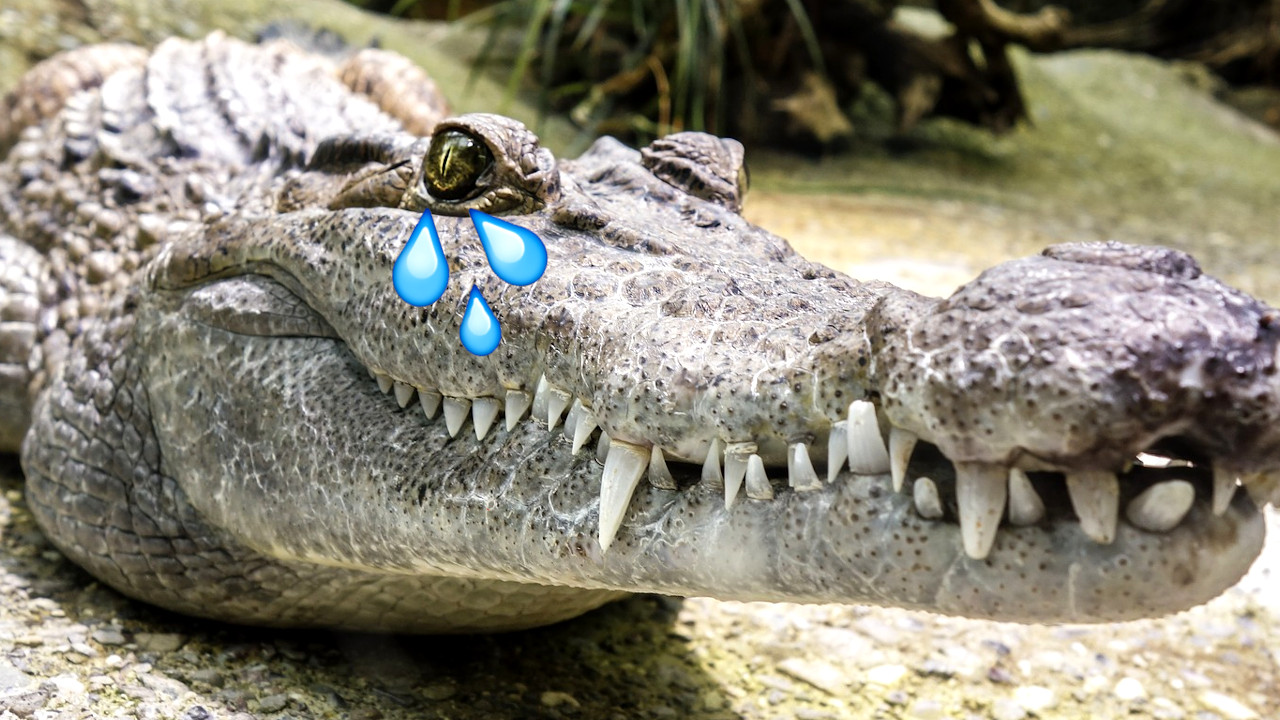 Lágrimas de Crocodilo: Como Detectar o Falso Remorso Através do Comportamento